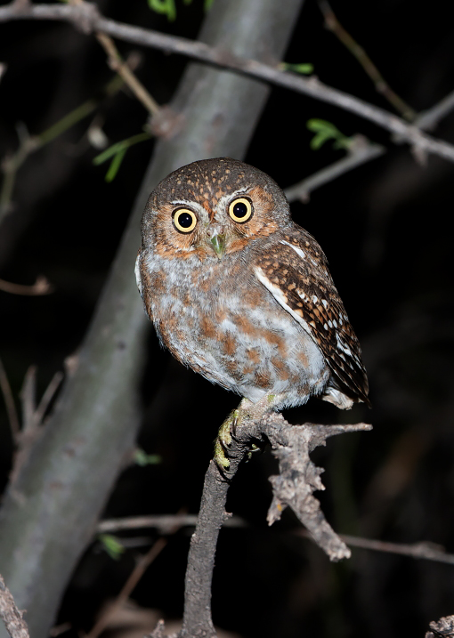 elf owl az  21072.JPG