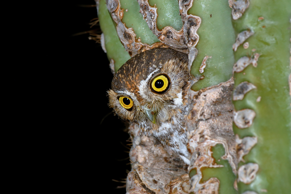 elf owl az  21052.JPG