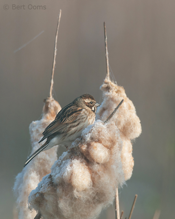 Reed Bunting - Emberiza schoeniclus -  Rietgors  PSLR-3361.jpg