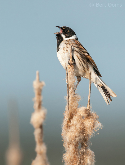 Emberiza schoeniclus - Reed Bunting - Rietgors  PSLR-4256.jpg