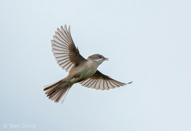 Common Whitethroat - Grasmus Ameland PSLR-6174.jpg