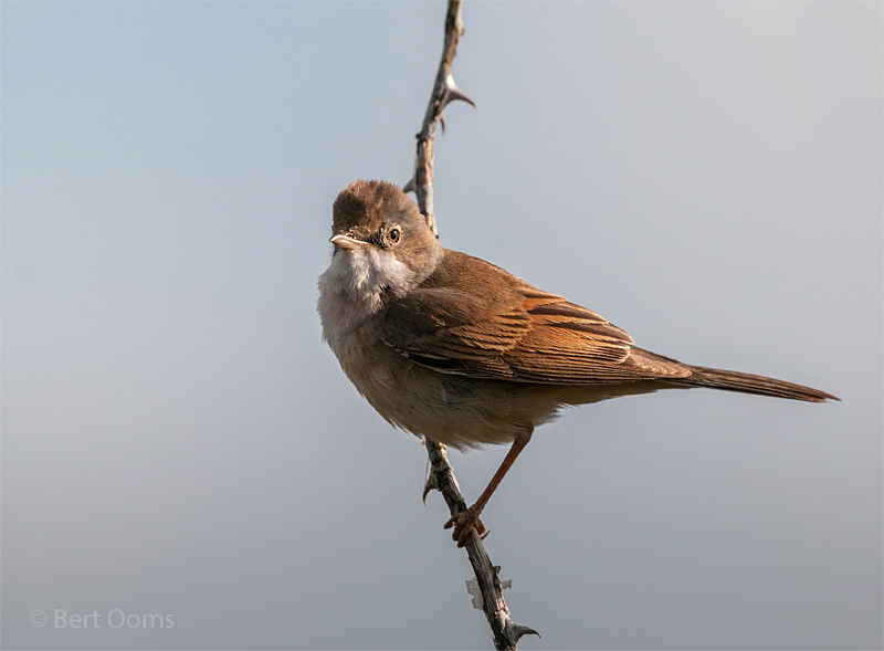 Common Whitethroat - Grasmus