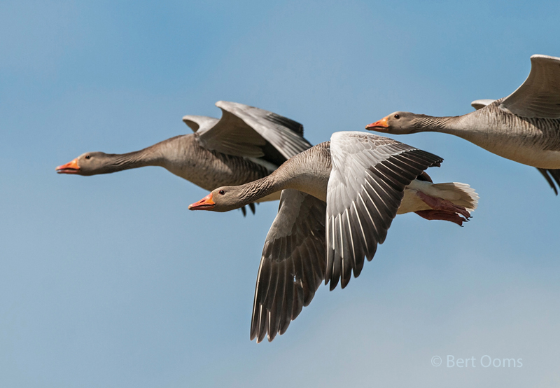 Graylag Goose - Grauwe gans - ameland PSLR -5844.jpg