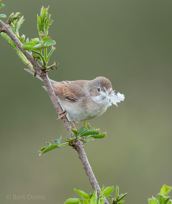 Common Whitethroat - Grasmus PSLR -5923.jpg