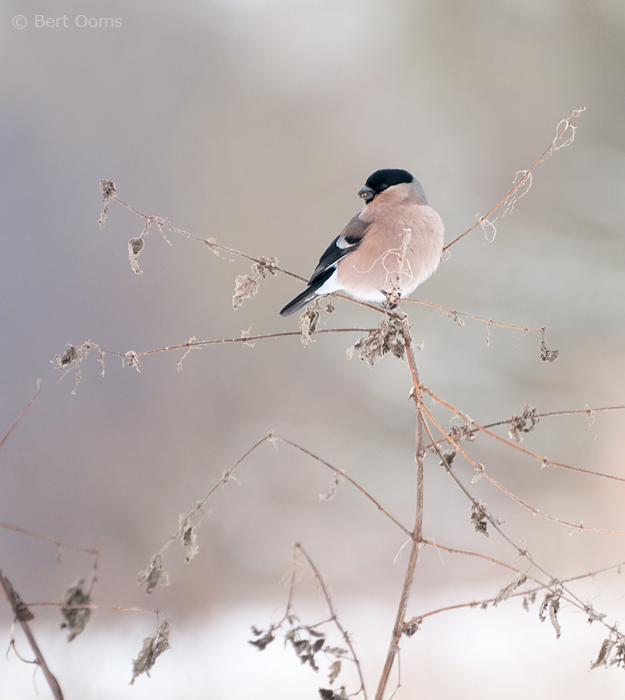 Bullfinch - Goudvink Bargerveen PSLR-1000.jpg