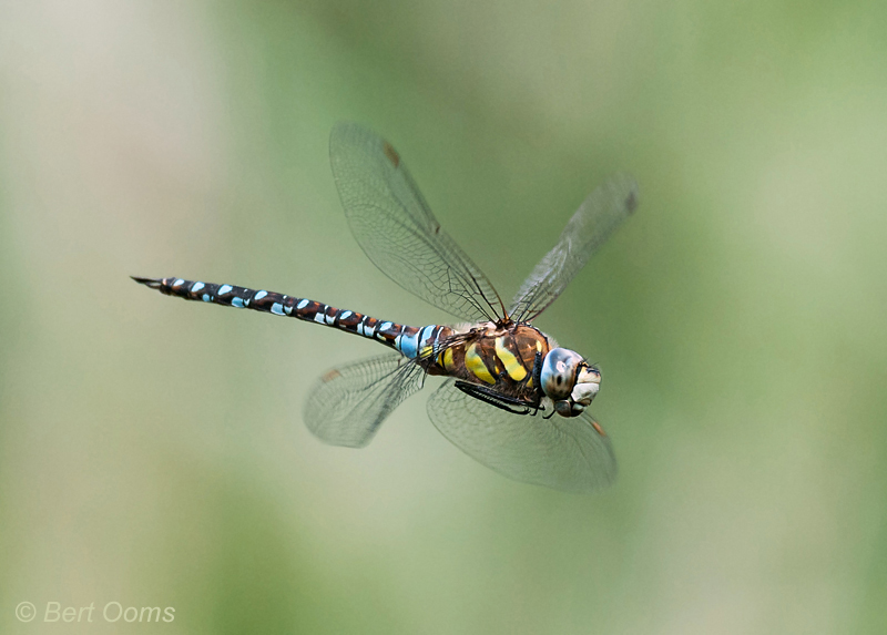 Migrant Hawker - Paardenbijter