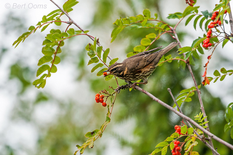 Turdus iliacus - Redwing - Koperwiek PSLR-8365.jpg