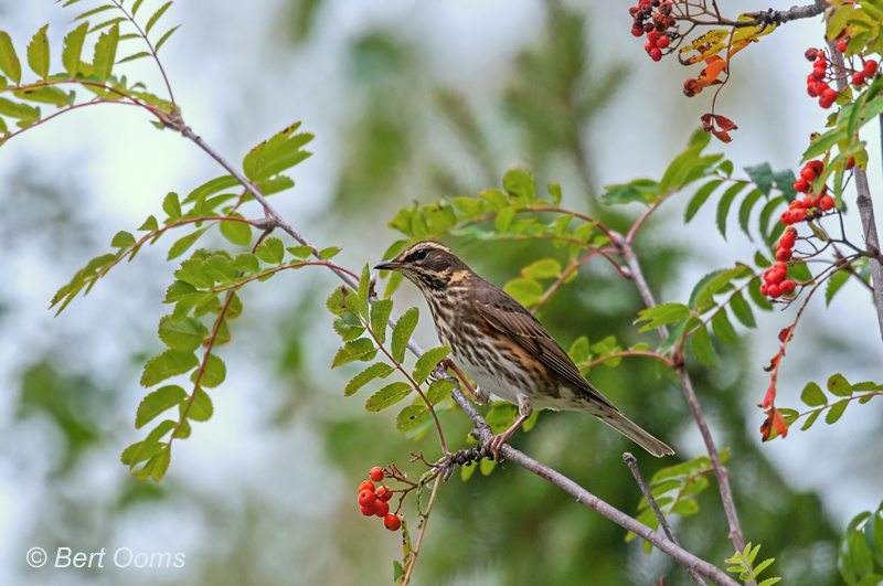Turdus iliacus - Redwing - Koperwiek PSLR-8361.jpg