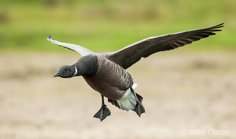 Brent Goose - Rotgans PSLR-4815.jpg