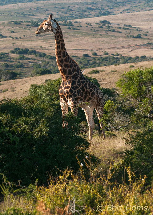 Giraffe  PSLR-2467.jpg