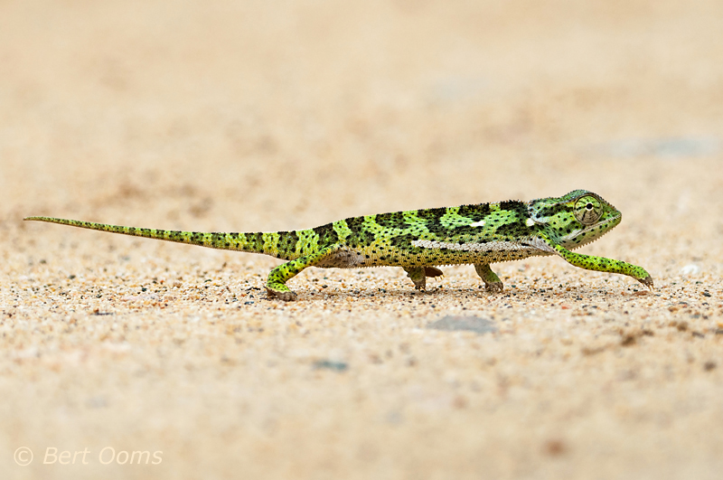 Flap-necked chameleon - Lappenkameleon - Chamaeleo dilepis  PSLR-0936.jpg
