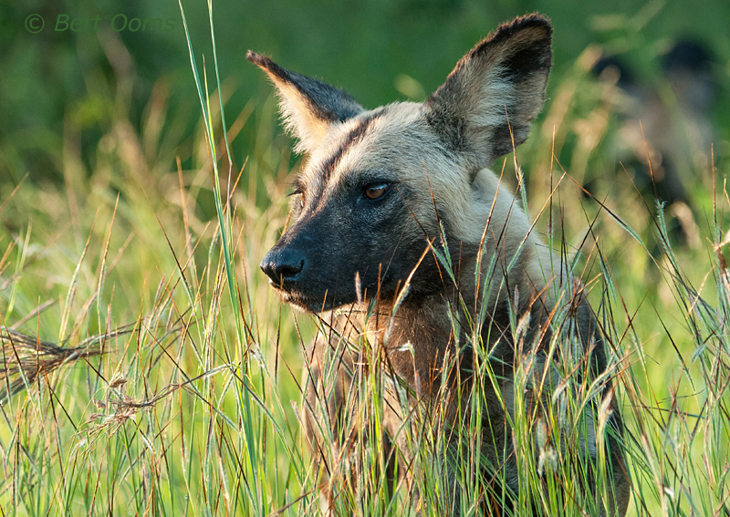 African Wild Dog -  hyenahond - Lycaon pictus PSLR-1819.jpg