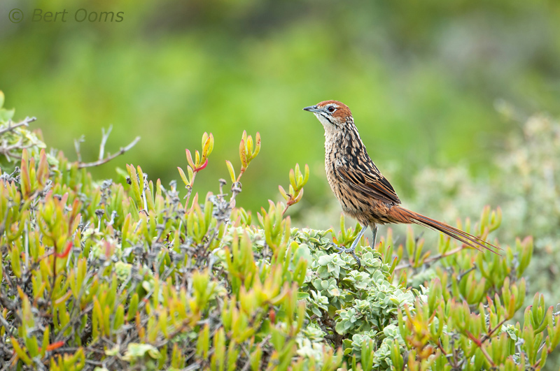 Cape Grassbird - Sphenoeacus afer PSLR-0190.jpg