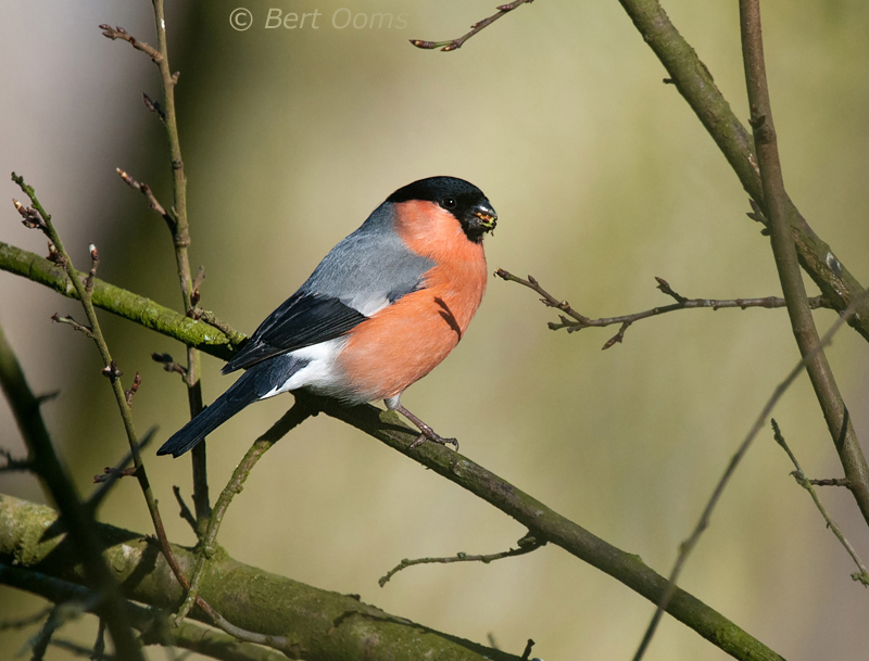 Bullfinch male - Goudvink man -  KPSLR-2310.jpg