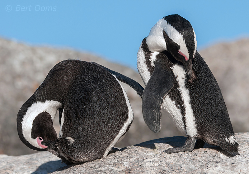 African Penguin - Spheniscus demersus  PSLR-0393.jpg