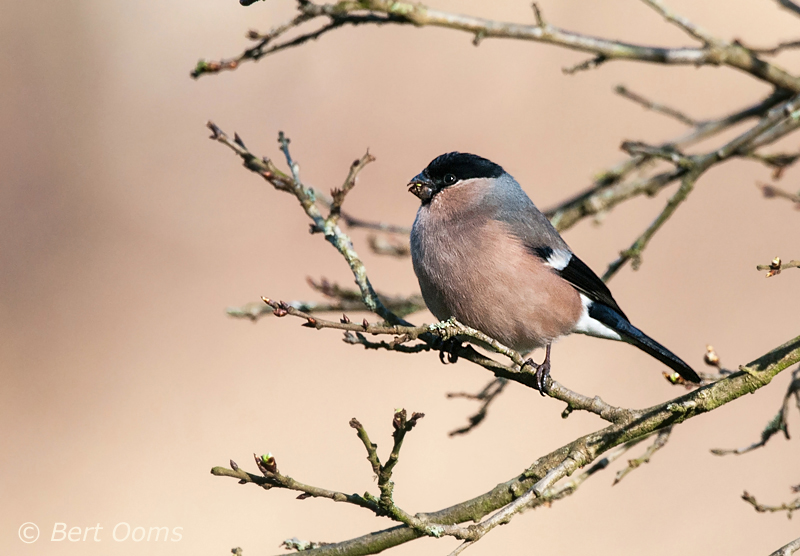 Goudvink - Bullfinch PSLR-2308.jpg