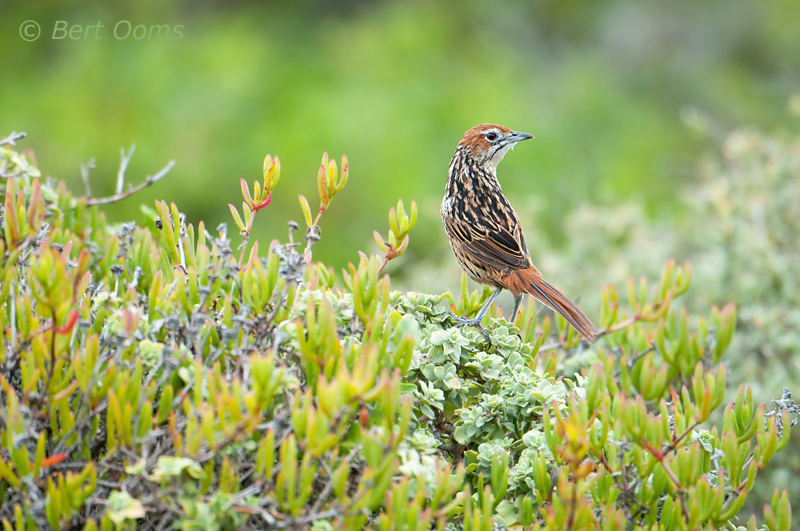 Cape Grassbird - Sphenoeacus afer PSLR-0189.jpg