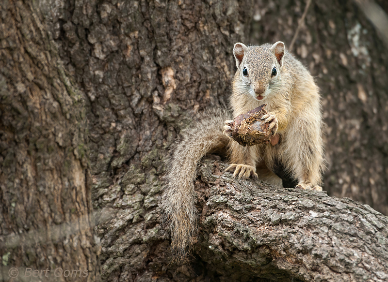 Tree Squirrel - paraxerus capapi  PSLR-1184.jpg