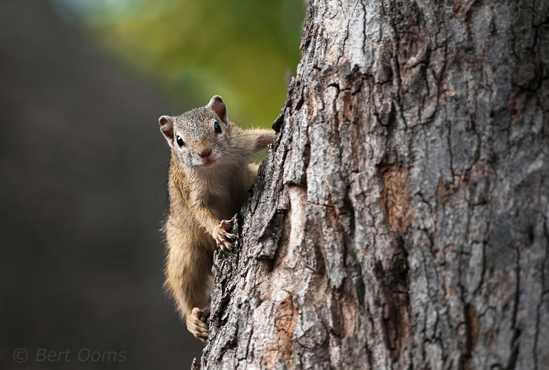 Tree Squirrel - paraxerus capapi PSLR-1791.jpg