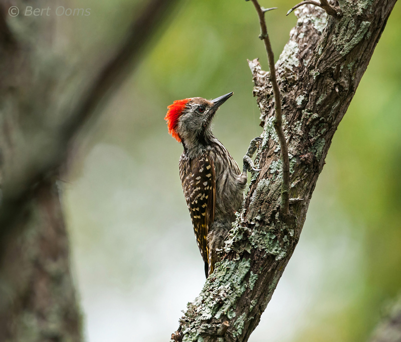 Cardinal Woodpecker - dendropicos fuscescens PSLR-0964.jpg