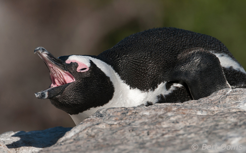 African Penguin - Spheniscus demersus PSLR-0400.jpg