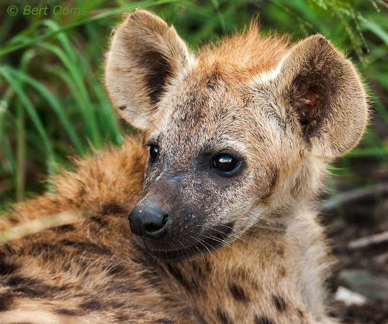 Hyena cub PSLR-1570.jpg