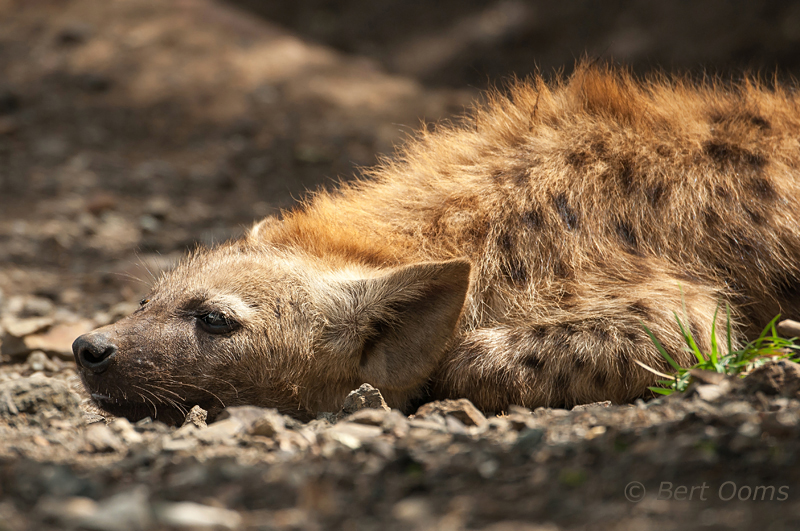 Hyena cub PSLR-1576.jpg
