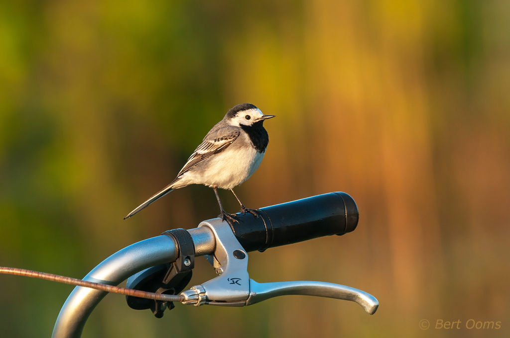 Witte kwikstaart - White Wagtail PSLR-4904.jpg