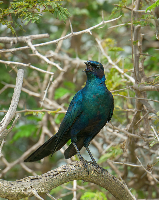 Burchell's Starling - Kruger Park PSLR-1506.jpg
