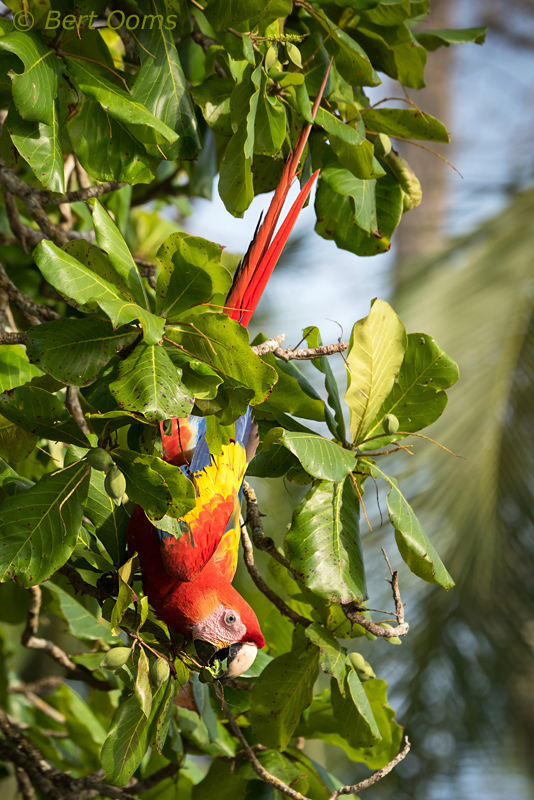 Scarlet Macaw - Costa Rica PSLR-4428.jpg
