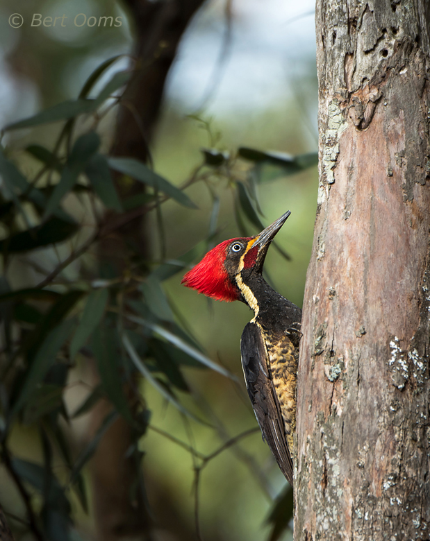 Lineated Woodpecker - Male PSLR-3034.jpg