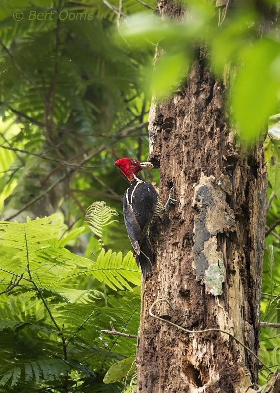 Pale-billed woodpecker  PSLR-3336.jpg
