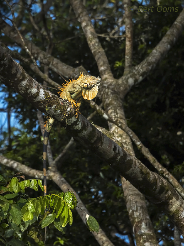 Green Iguana PSLR-3389 NiS.jpg