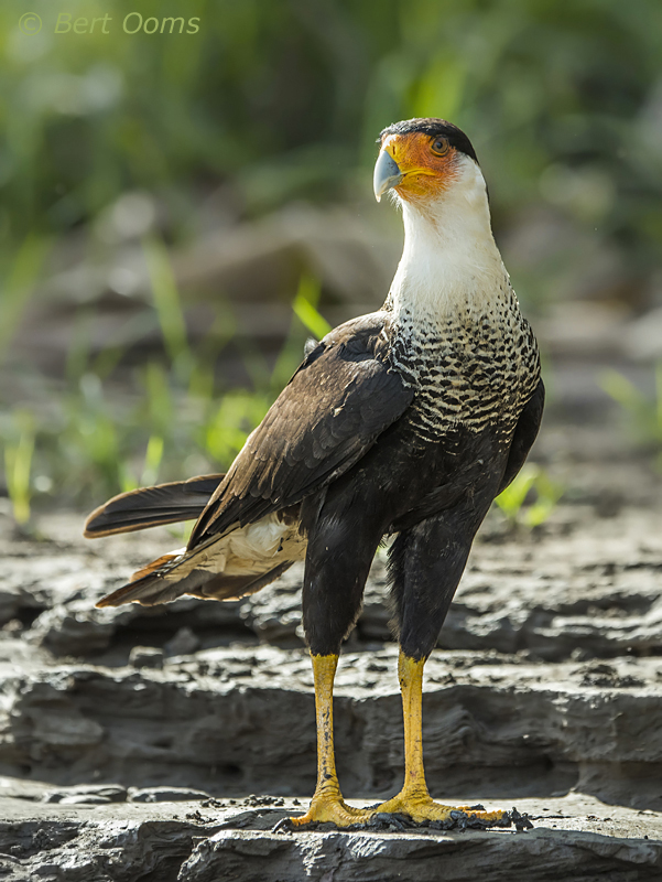 Crested Caracara PSLR-4146 NiS.jpg