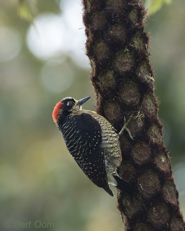 Black-cheeked Woodpecker  PSLR-3578 NiS.jpg