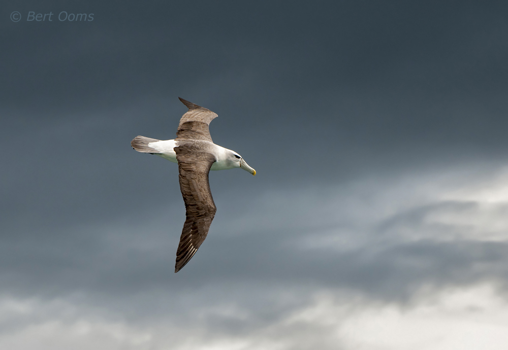 Shy or White-capped Albatross PSLR-4752 NiS.jpg