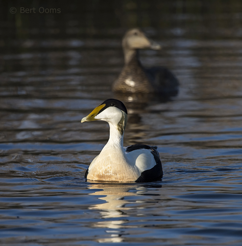 Eider PSLR-5607