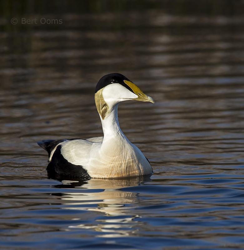 Eider PSLR-5603.jpg