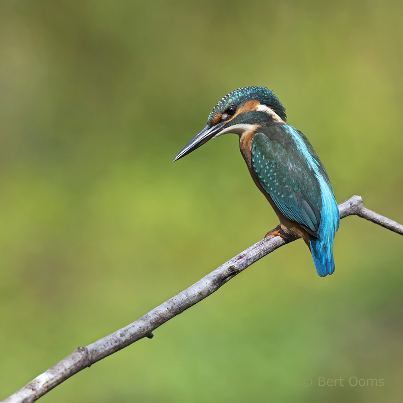 IJsvogel - kingfisher PSLR-8961