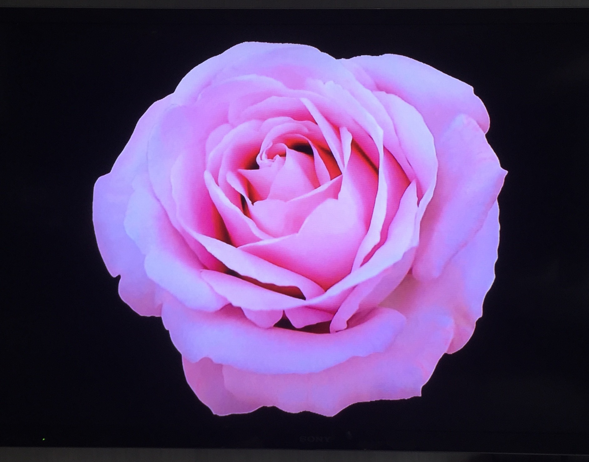 Natural Presserved Flower