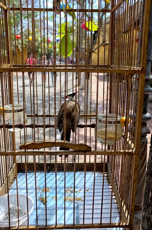 view from a bird cage
