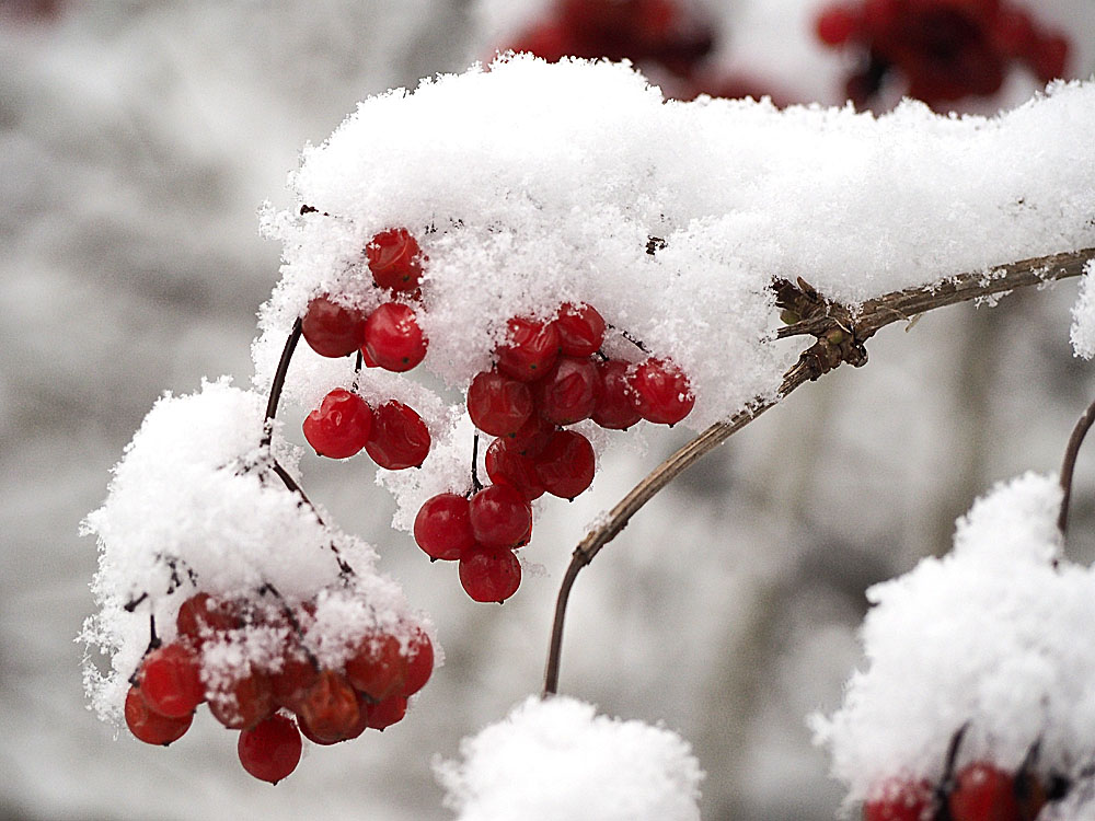 Winter beauty
