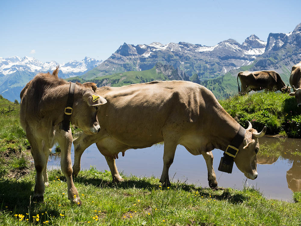 Cows and calves on Gitschenenalp