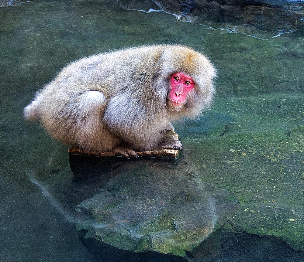 snow monkey