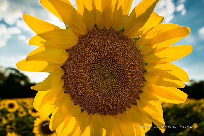 Sunflower