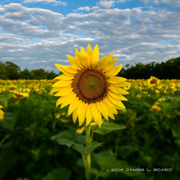 Sunflowers