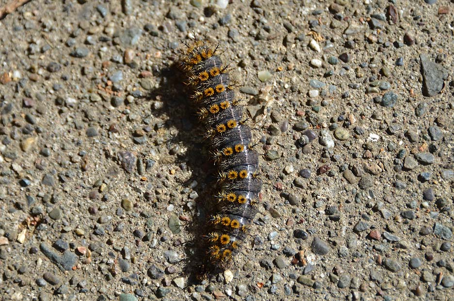 Caterpillar - Chalcedon Checkerspot
