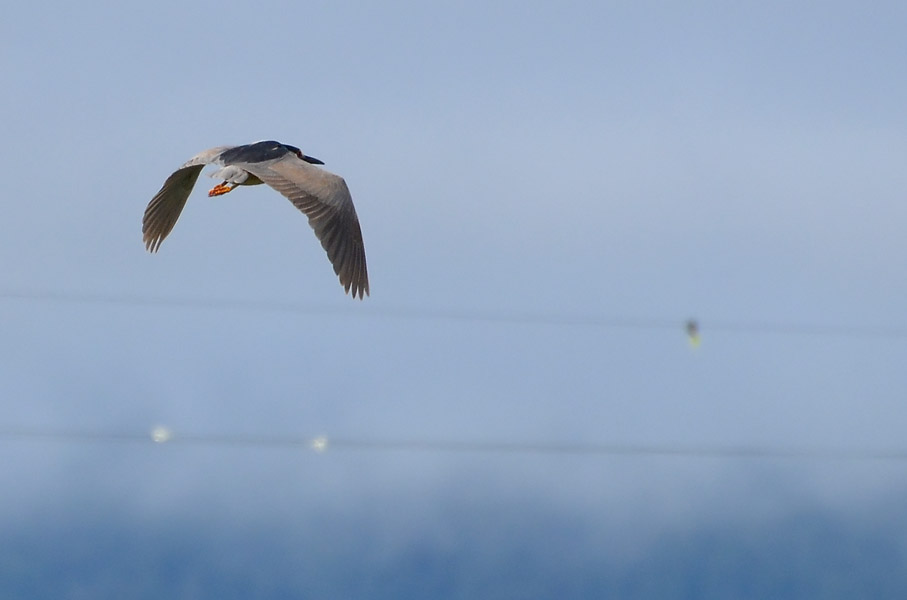 Night Heron Above the Wires