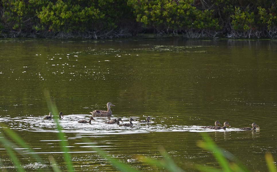 Mallard Mom with 10 Babes