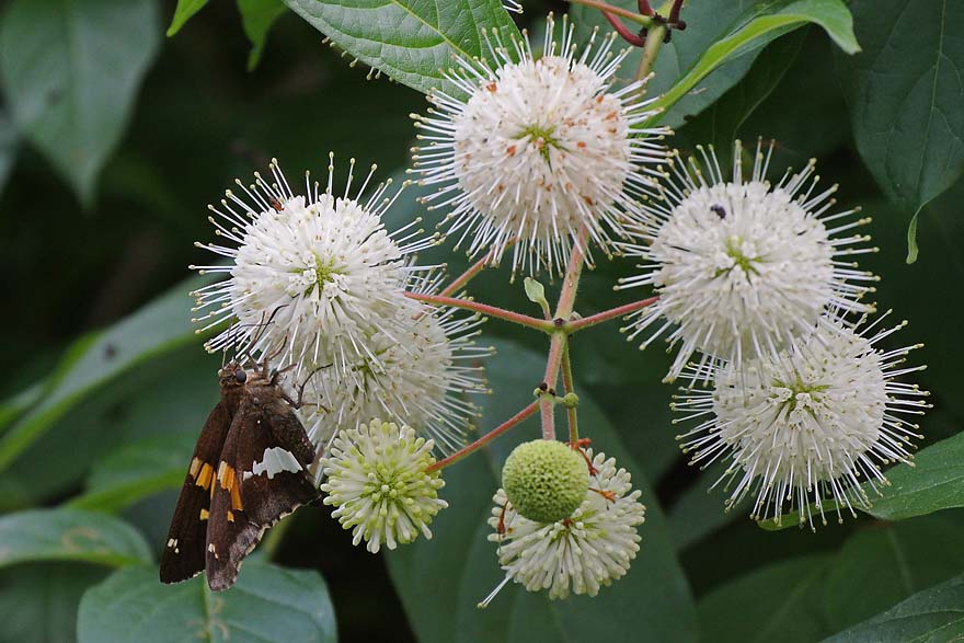 Silver Spotted Skipper On Buttonbush